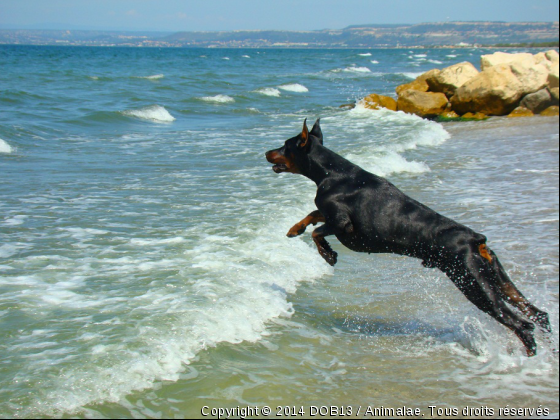 B&#039;ATHOS DE FASSANO - Photo de Chiens