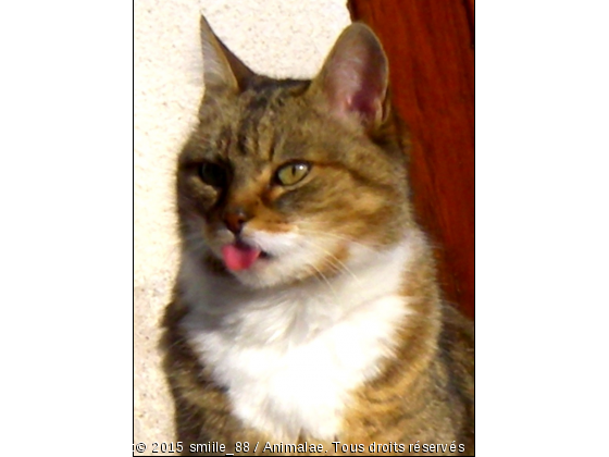 Brimbelle tire la langue - Photo de Chats