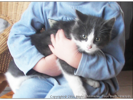 petit chaton devenu crumble - Photo de Chats