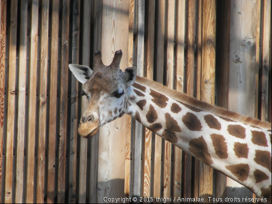 Girafe - Photo de Animaux sauvages