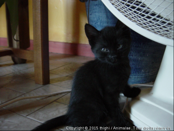 Lola chaton - Photo de Chats