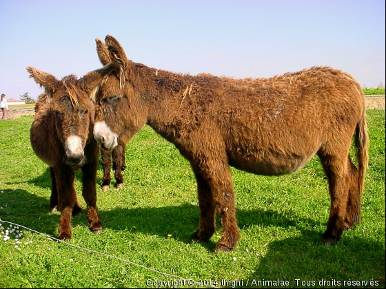 Les Anes de l&#039;île de Ré - Photo de Animaux Ferme