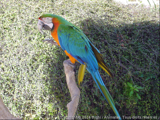 Perroquet - Photo de Oiseaux