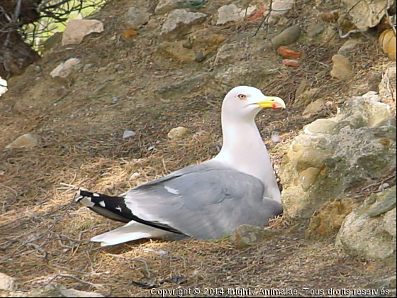 Goeland sur l&#039;île verte - Photo de Oiseaux