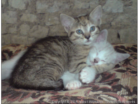 Frère et soeur pour la vie  - Photo de Chats