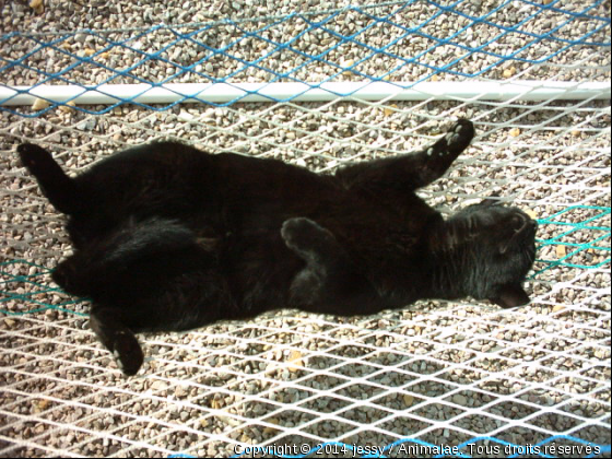 Tranquille au soleil - Photo de Chats