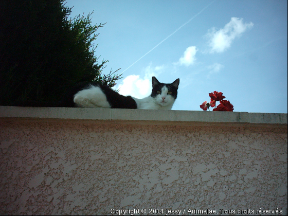 Végas - Photo de Chats