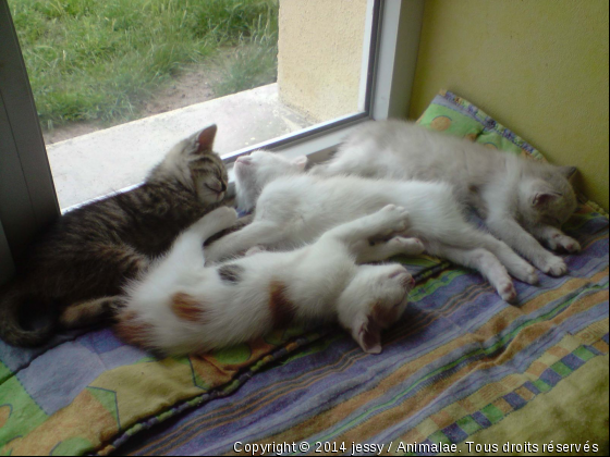 Petite sieste  - Photo de Chats