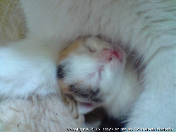 nouveau-né - Photo de Chats