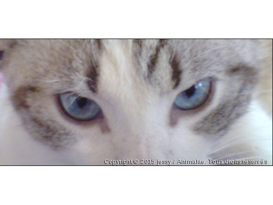 hypnotiseur  - Photo de Chats