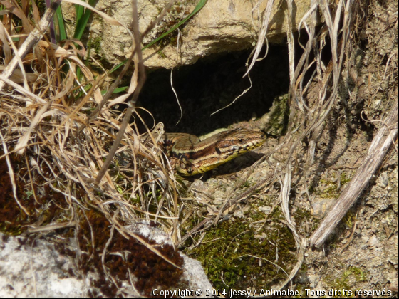 Bain de soleil - Photo de Reptiles