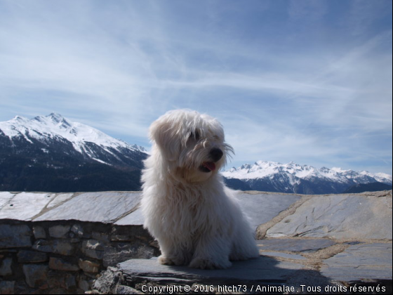 Eden - Photo de Chiens