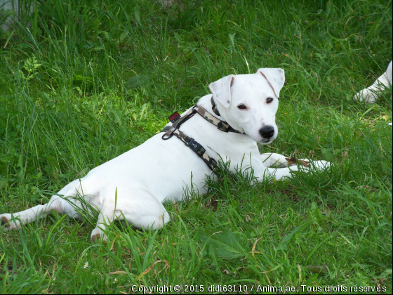 diezel  - Photo de Chiens