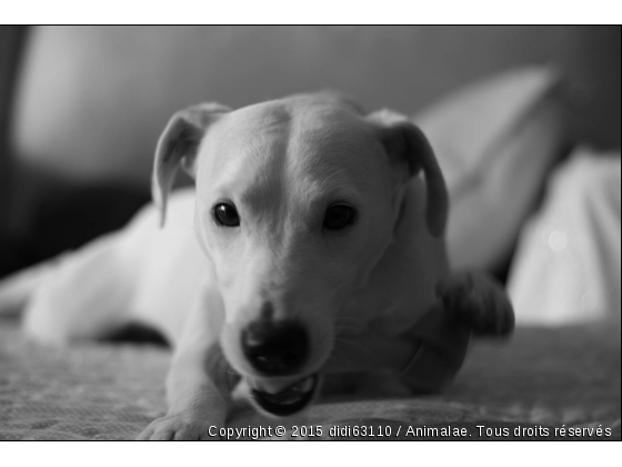 diezel ...en noir et blanc !!! - Photo de Chiens