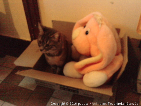 bibi et son carton - Photo de Chats