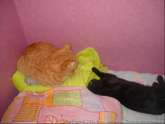 Caramelle &amp; Jacko - Photo de Chats