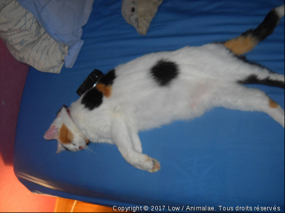 Charlotte - Photo de Chats