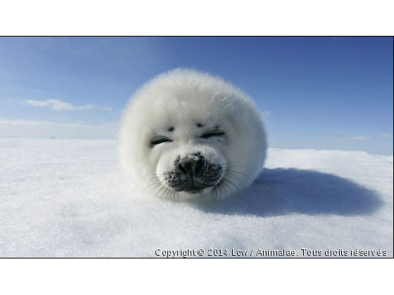 Bébé Phoque - Photo de Faune marine