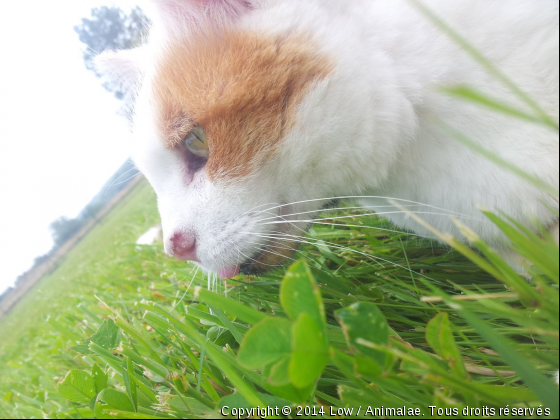 Charlotte - Photo de Chats