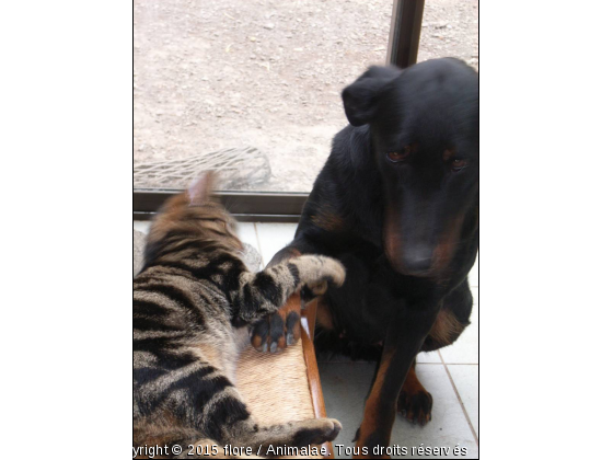 arrete de m&#039;embeter, je veux dormir - Photo de Chiens