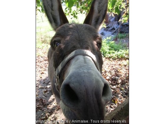 Oh, mais je ressemble a Bourriquet - Photo de Animaux Ferme