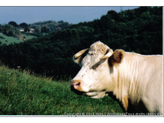 La vache qui prend la pose - Photo de Animaux Ferme