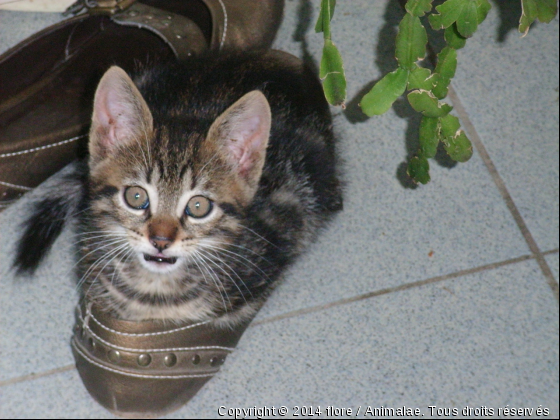 Petit chaton qui dort dans une chaussure - Photo de Chats
