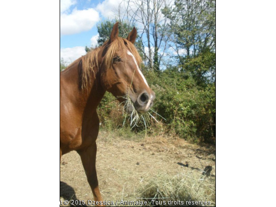 Korrigan  - Photo de Chevaux