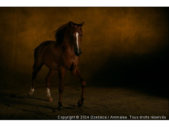 Yann Arthus-Bertrand - Photo de Chevaux