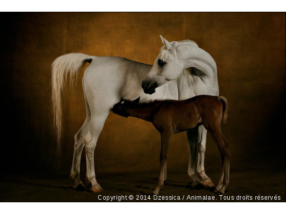 Yann Arthus-Bertrand - Photo de Chevaux