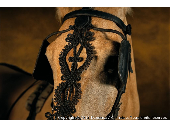 Yann Arthus-Bertrand - Photo de Chevaux