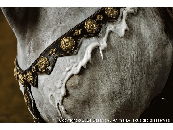 Yann Arthus-Bertrand - Photo de Chevaux