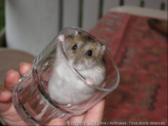 Xynxyn dans son verre :-P - Photo de Rongeurs