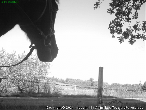 Regard vers l’horizon . . . - Photo de Chevaux