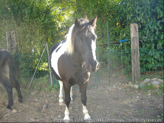 magnifique... - Photo de Chevaux