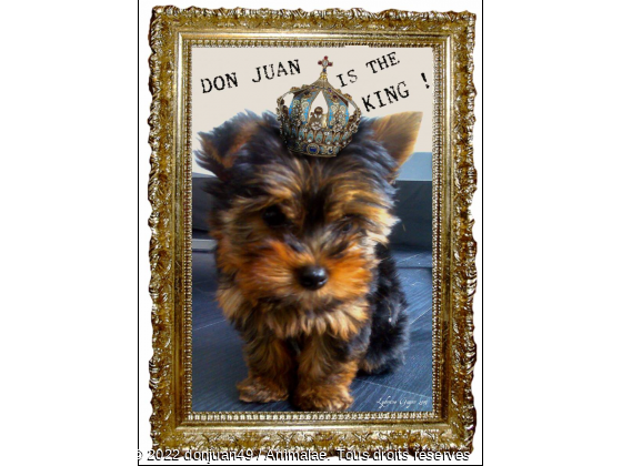 Don Juan le king - Photo de Chiens