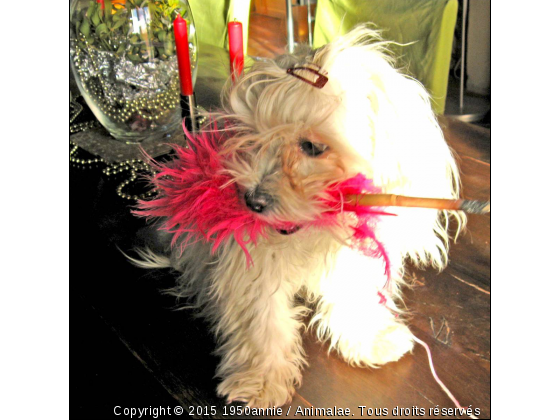 JOUR DE FETE - Photo de Chiens