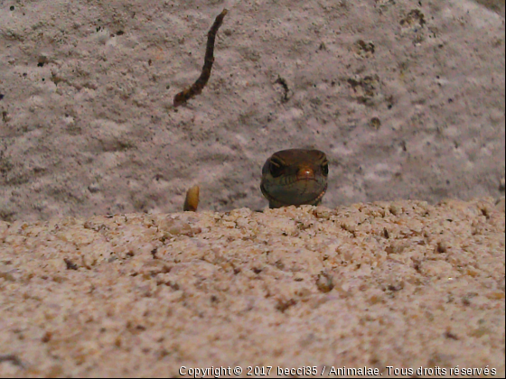 Lézard - Photo de Reptiles