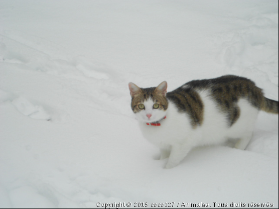 j aime la neige - Photo de Chats