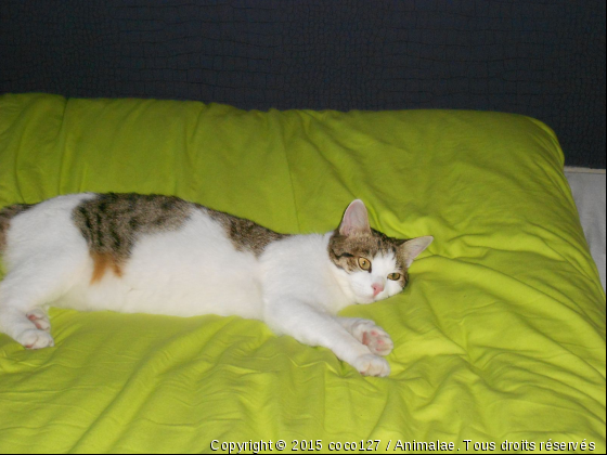 que s est bon le lit - Photo de Chats