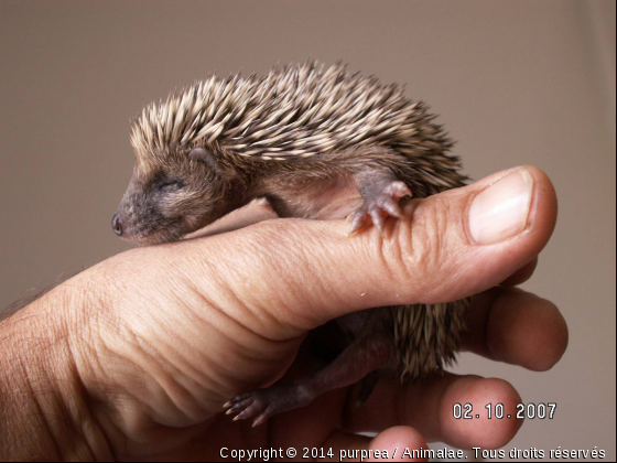 herisson - Photo de Animaux sauvages