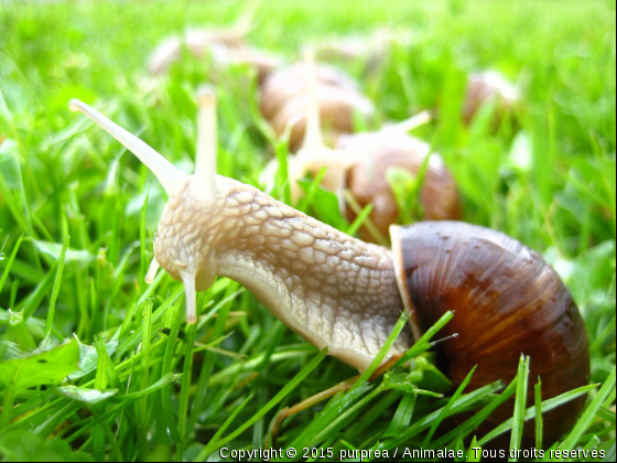 escargot - Photo de Animaux sauvages