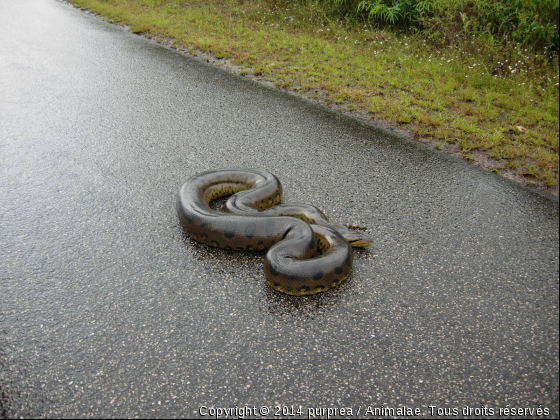 anaconda - Photo de Animaux sauvages