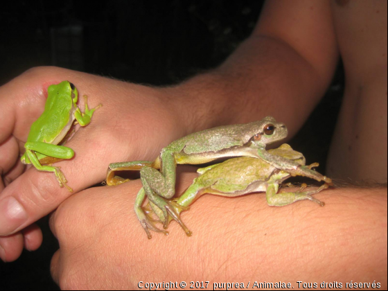 rainettes - Photo de Reptiles