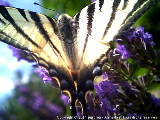 papillon machaon - Photo de Microcosme