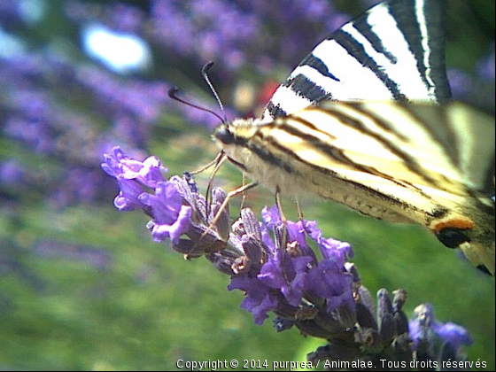 machaon - Photo de Microcosme