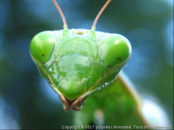 mante religieuse - Photo de Microcosme