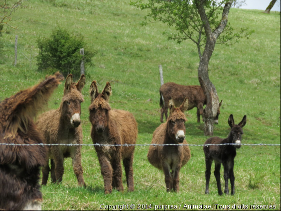 rare !!! - Photo de Animaux Ferme