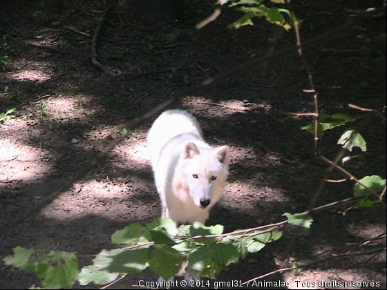 Loup blanc 1 - Photo de Animaux sauvages