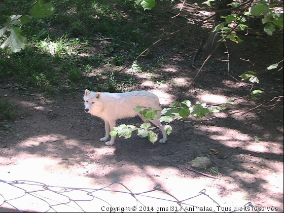 Loup blanc 2 - Photo de Animaux sauvages